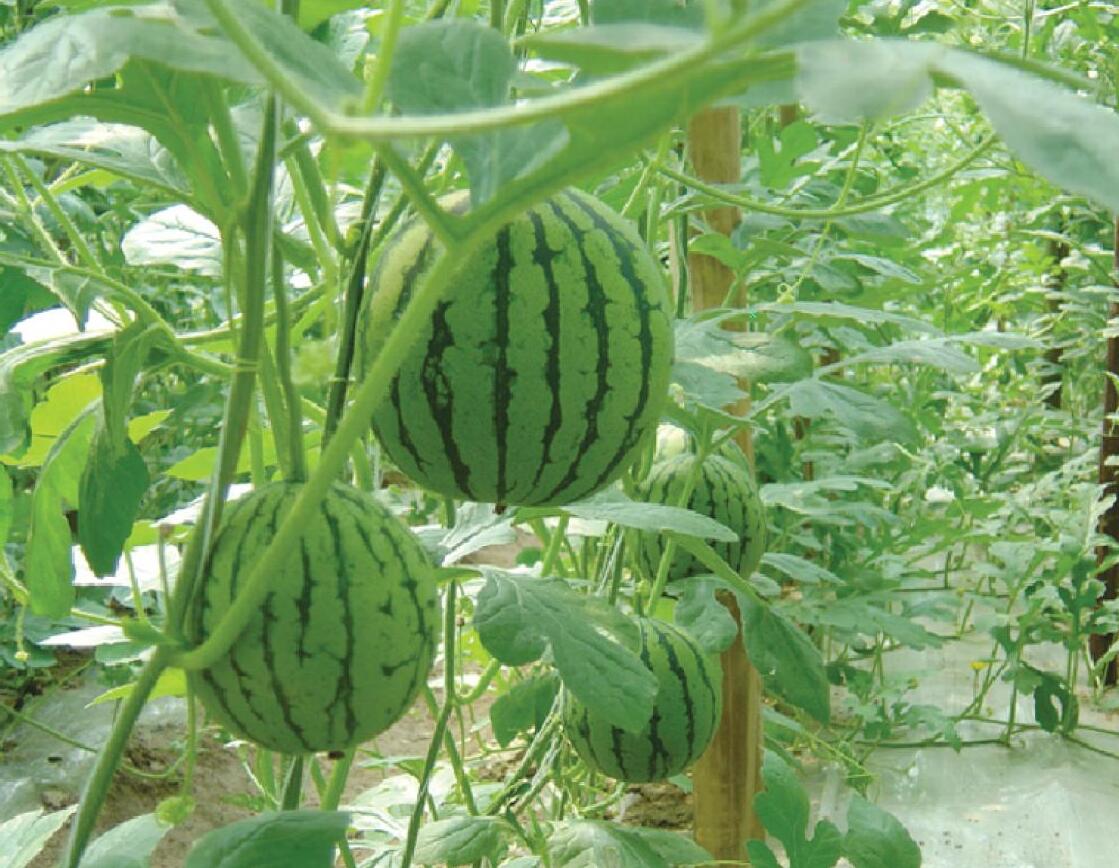 山东水果视频成人塑胶有限公司